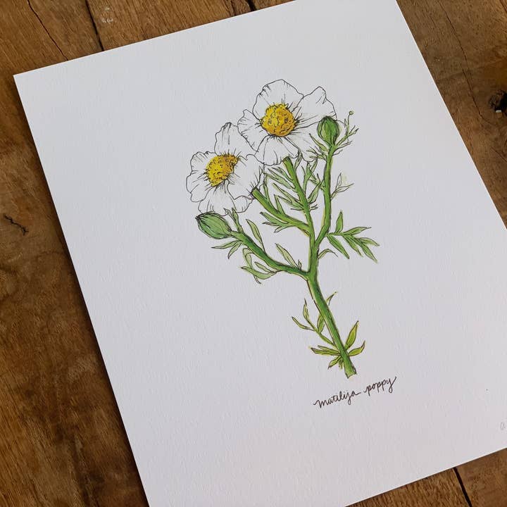 Little Salt Wagon - Wholesale Art Print - Matilija Poppy CA Wildflower Botanical Art Print Wall Decor2