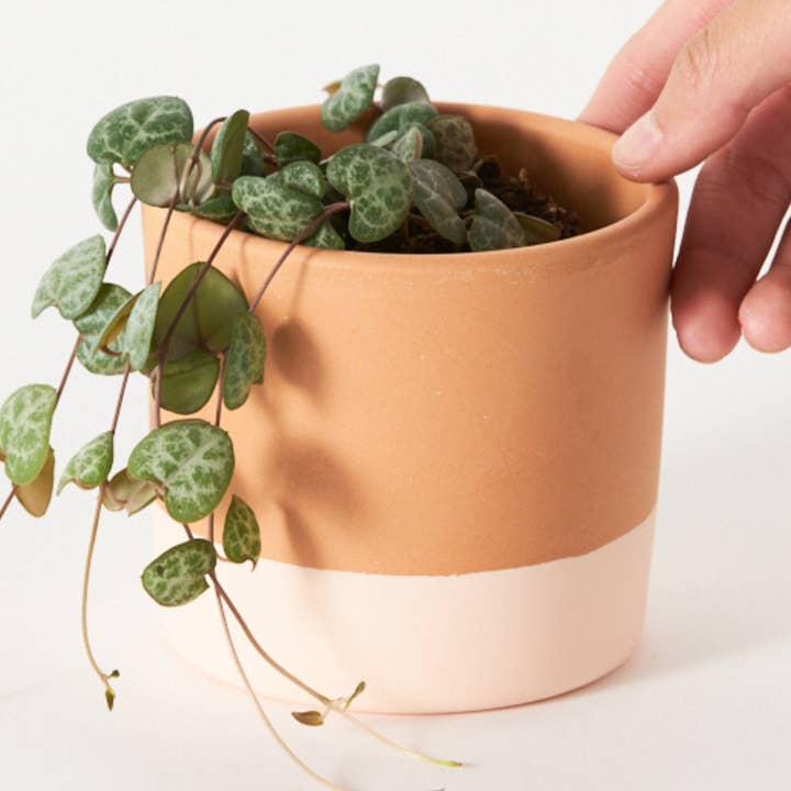 Ceropegia Woodii M for engroshandel hos Miniplanta