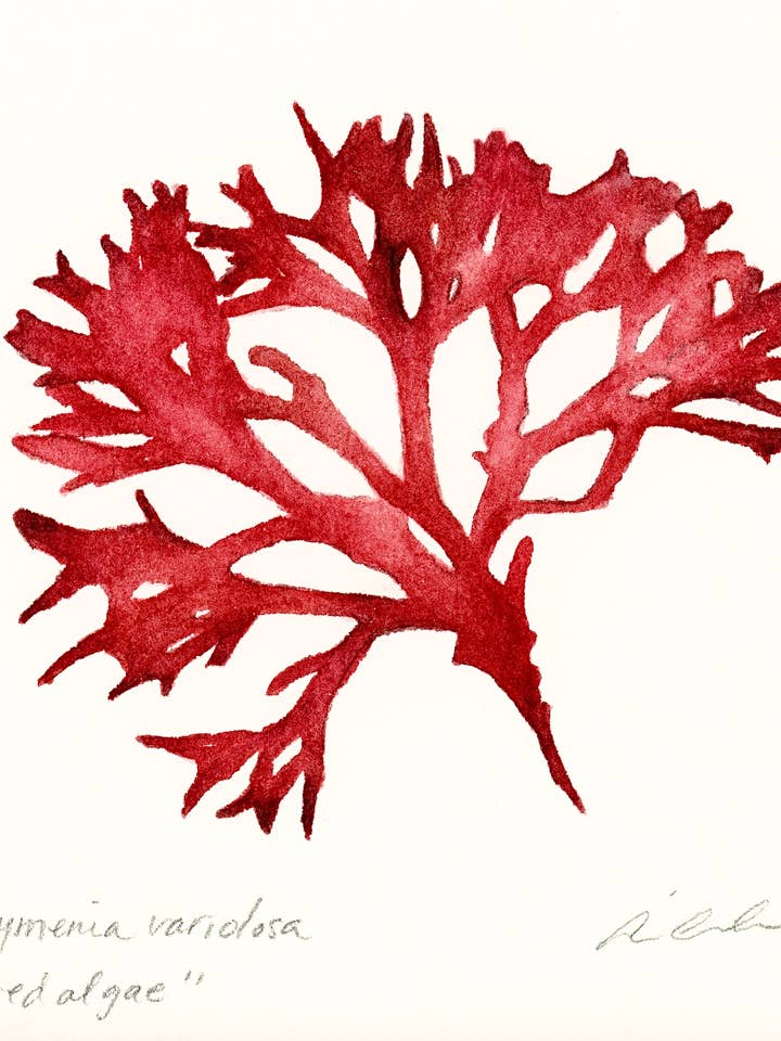 Red Algae for wholesale by Artwork by Aine