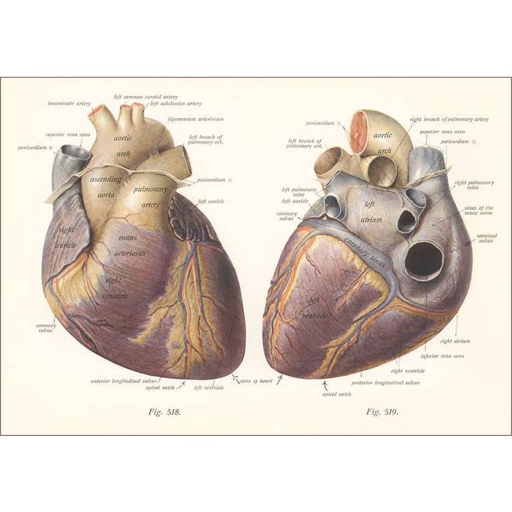 Postcard AY-181 Diagrams of the Heart for wholesale by Found Image Press