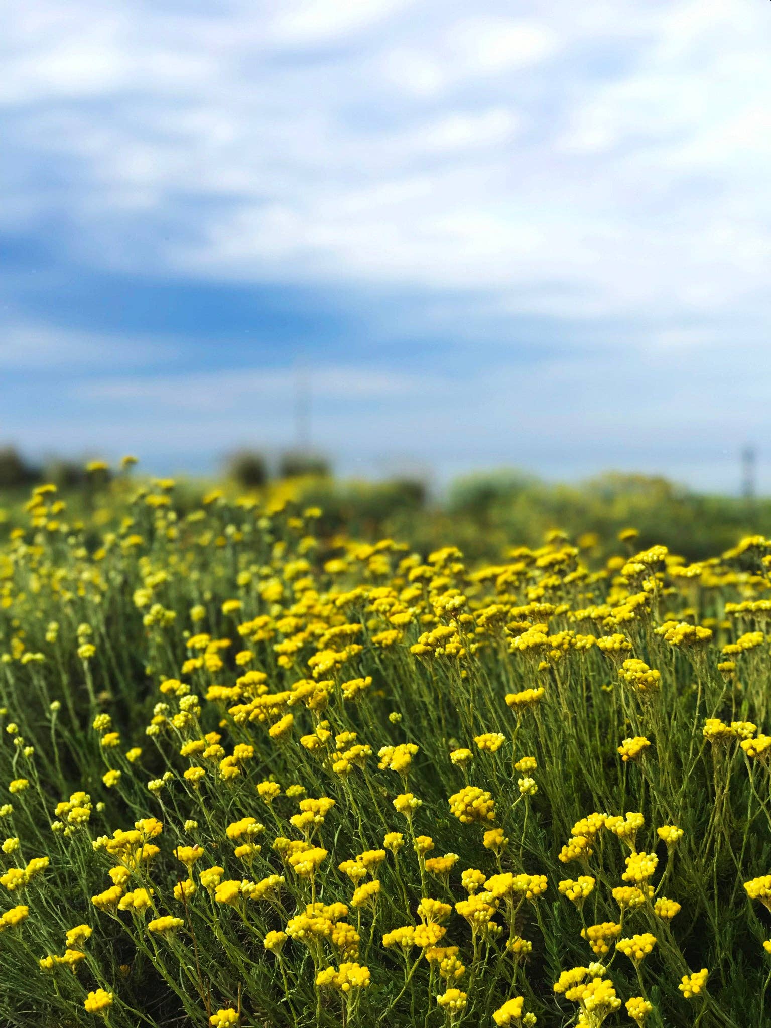 AROMALABORATORY – wholesale All-purpose cleaning spray – Concentrated Ecological Disinfectant Kit. 5 liters.1