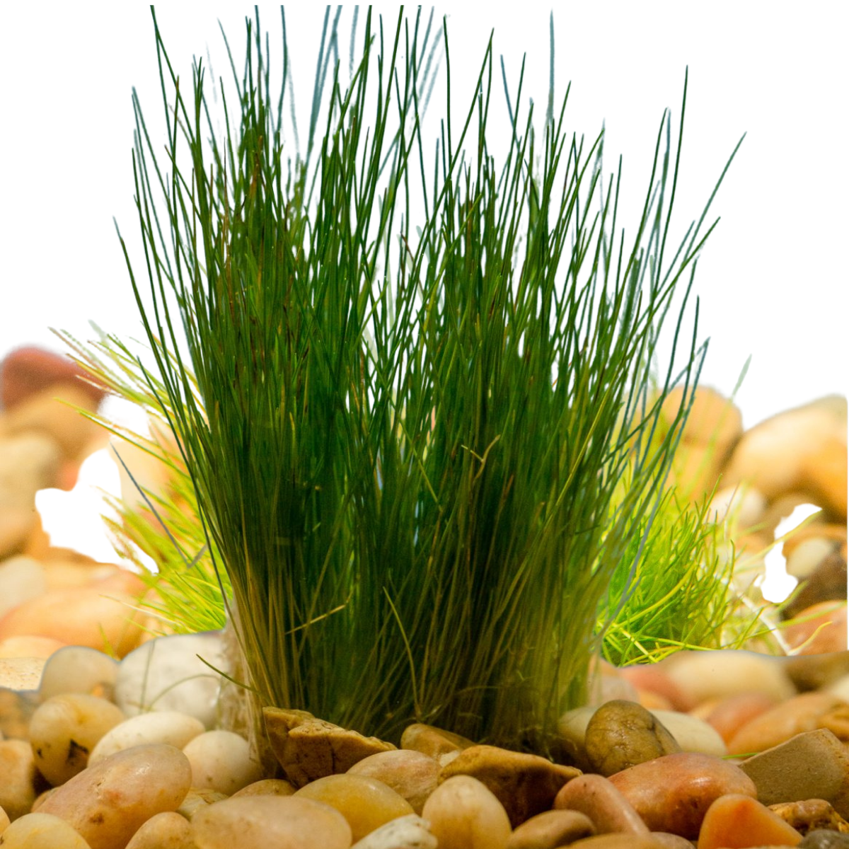 Wetplants - Wholesale Live Plant - Dwarf Hairgrass1