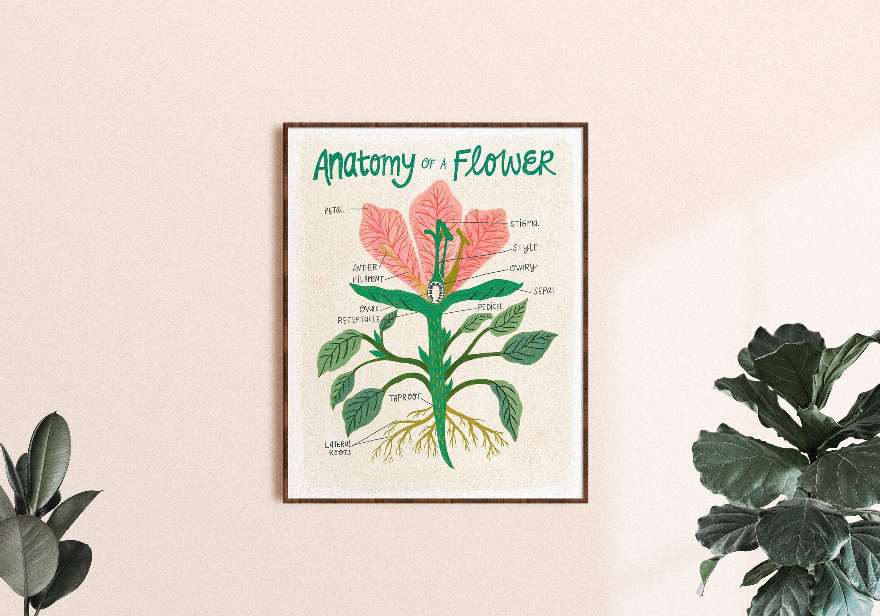 Dream Folk Studio - Wholesale Art Print - Flower Anatomy - Art Print