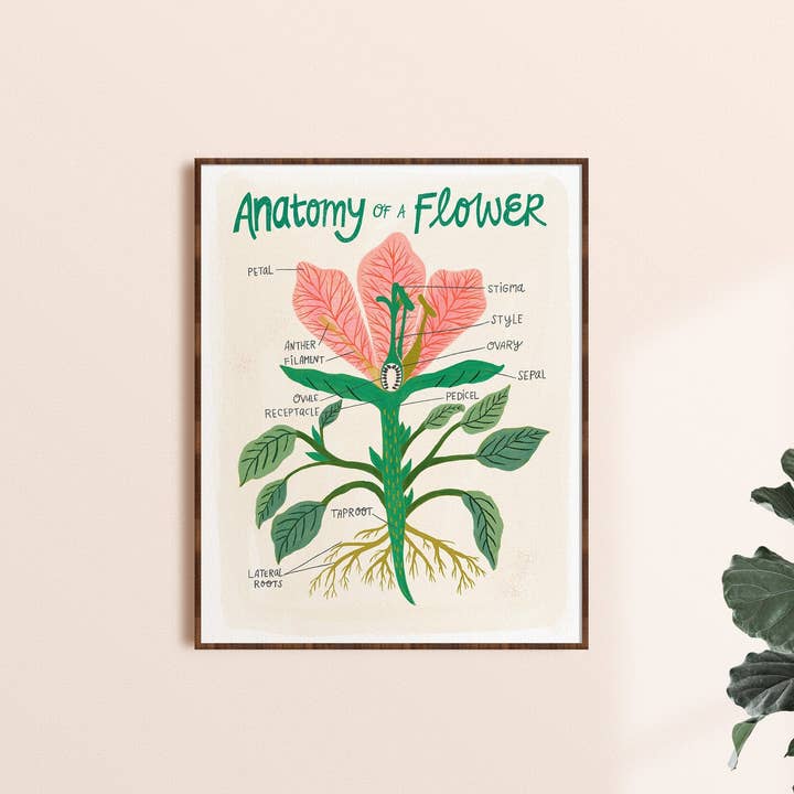 Dream Folk Studio - Wholesale Art Print - Flower Anatomy - Art Print0