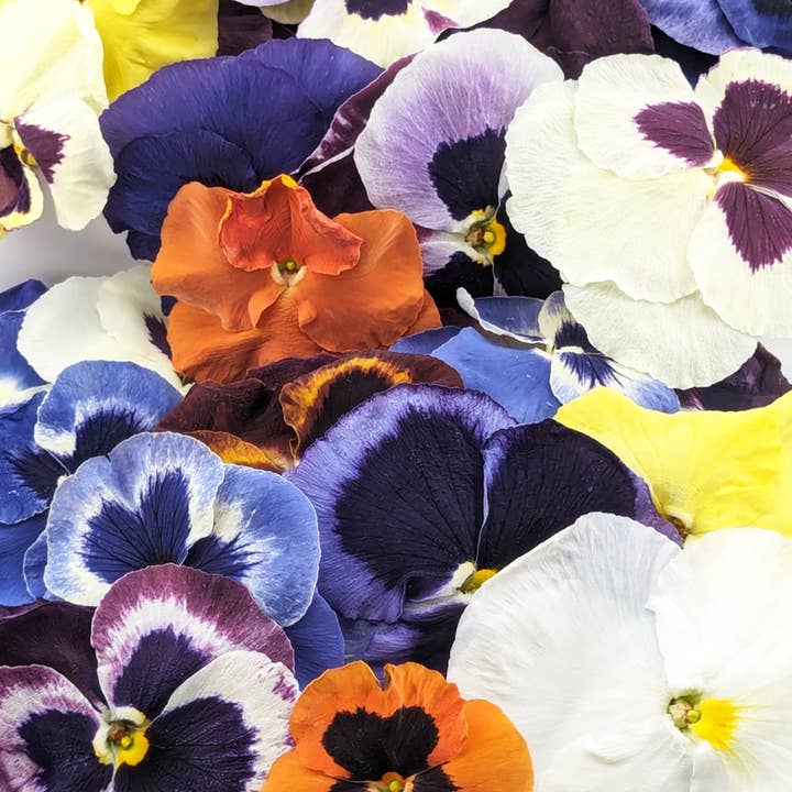 Freshly Preserved - Wholesale Cake/Cupcake Topper - Freeze-dried Edible Pansies