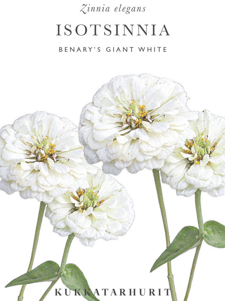 Isotsinnia 'Benary's Giant White' - Zinnia elegans para venta al por mayor de Kukkatarhurit