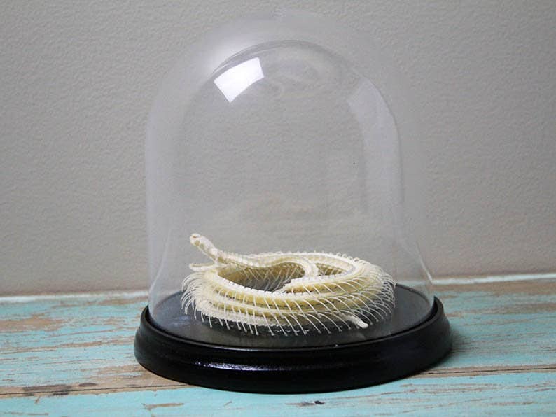 Newman Art Designs - Venta al por mayor Figura decorativa - Esqueleto de serpiente en una cúpula1