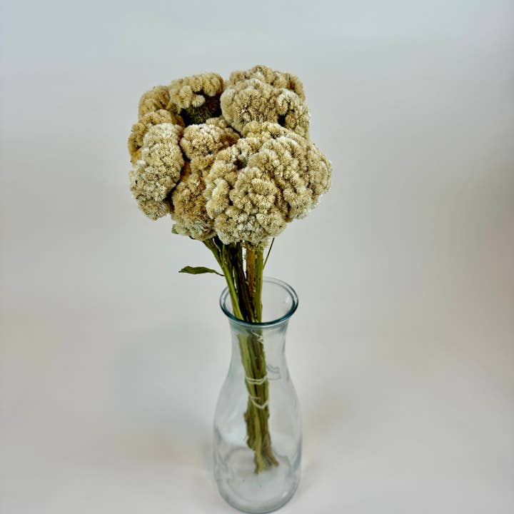 Lovejoy Farms Premium Dried Flowers - Vendita all'ingrosso Fiori secchi/pressati - Coxcomb (Celosia) - Palamino
