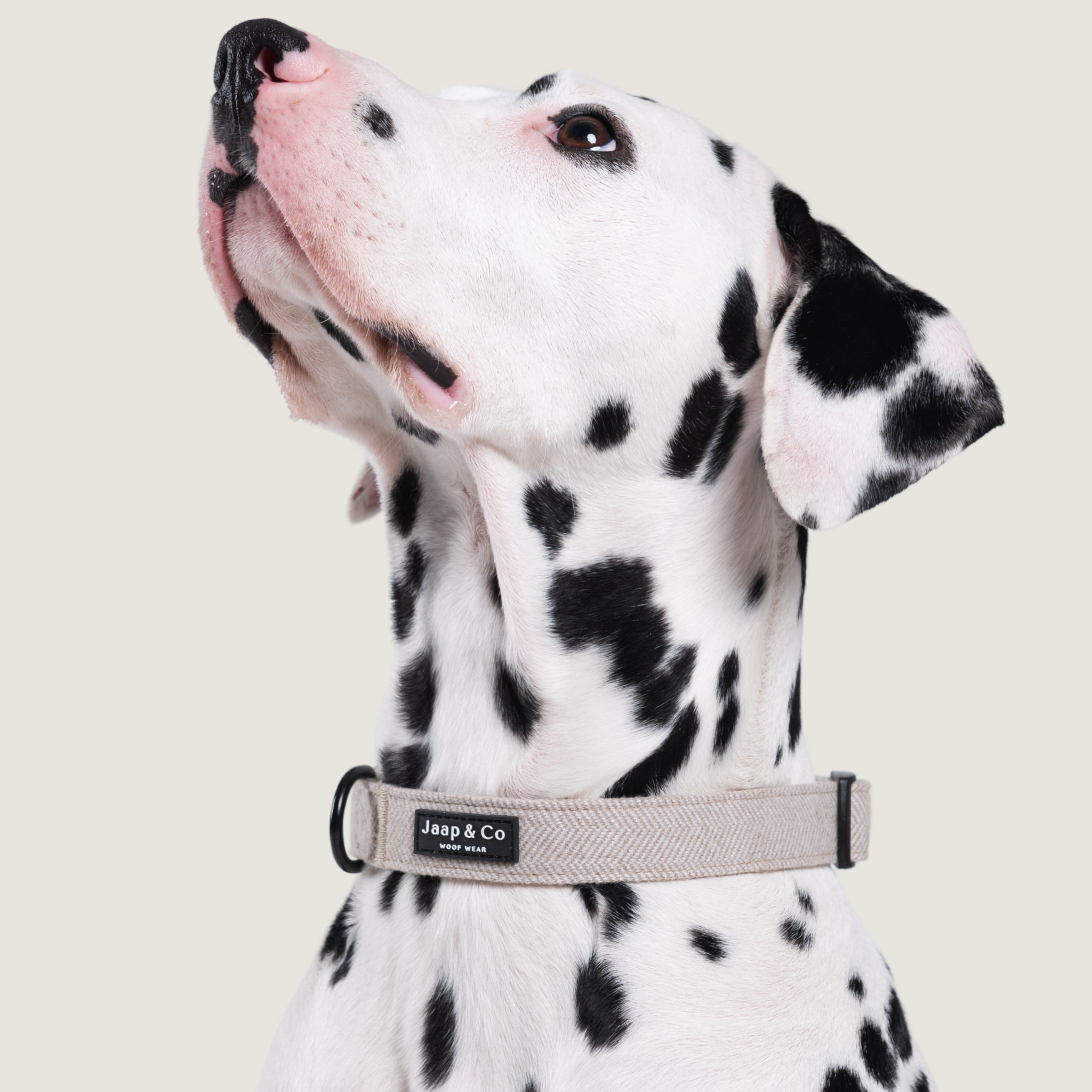 Jaap & Co - Woof Wear - Wholesale Pet Collar - Dog - Classic Beige - Dog Collar1