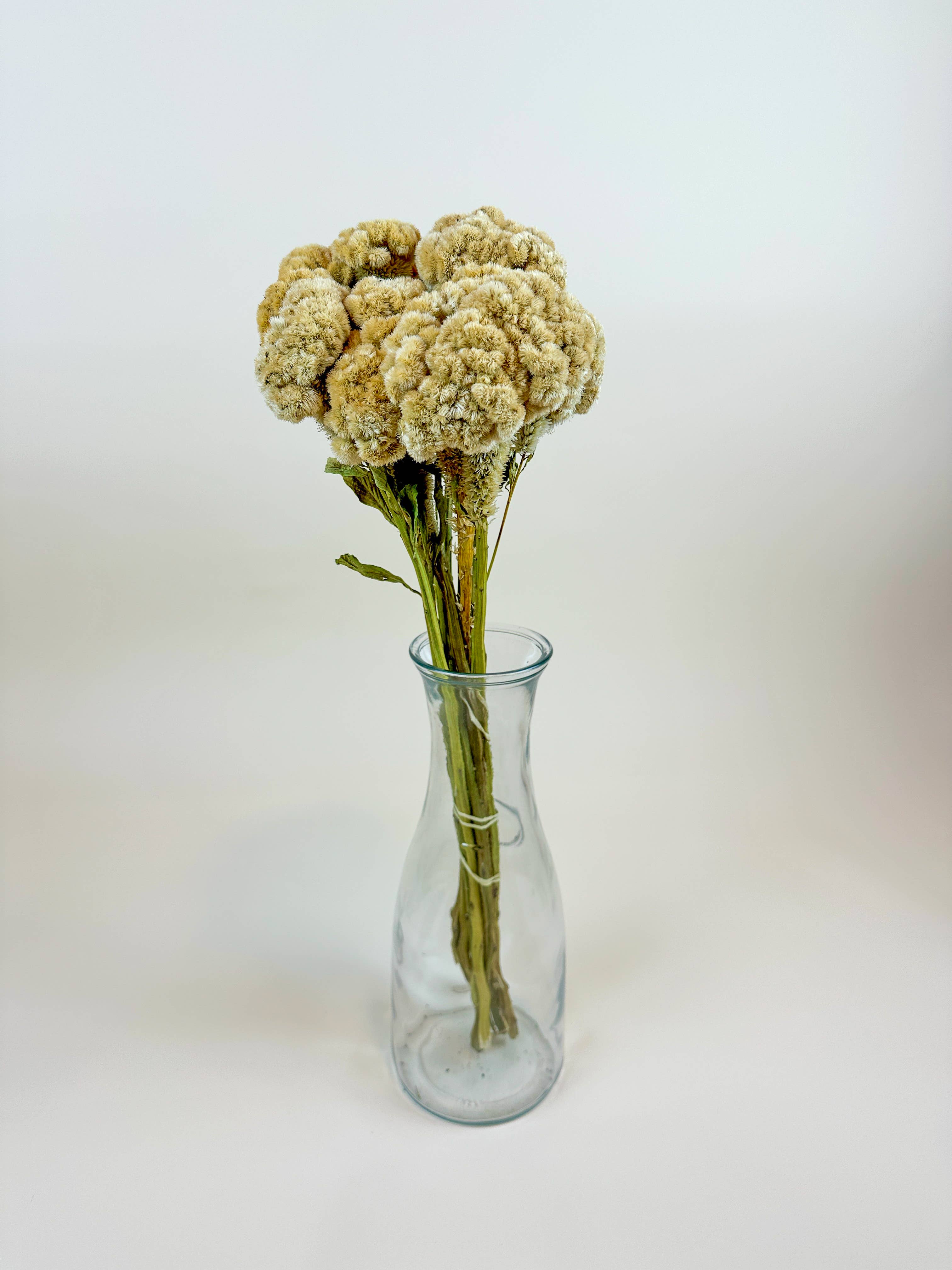 Lovejoy Farms Premium Dried Flowers - Vendita all'ingrosso Fiori secchi/pressati - Cresta di gallo (Celosia) – Palomino / Buff2
