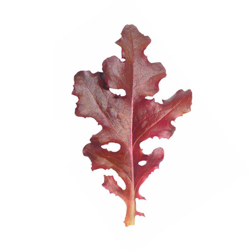 Bentley Seed Co. - Wholesale Plant Seeds - Lettuce, Red Salad Bowl Seed Packets3