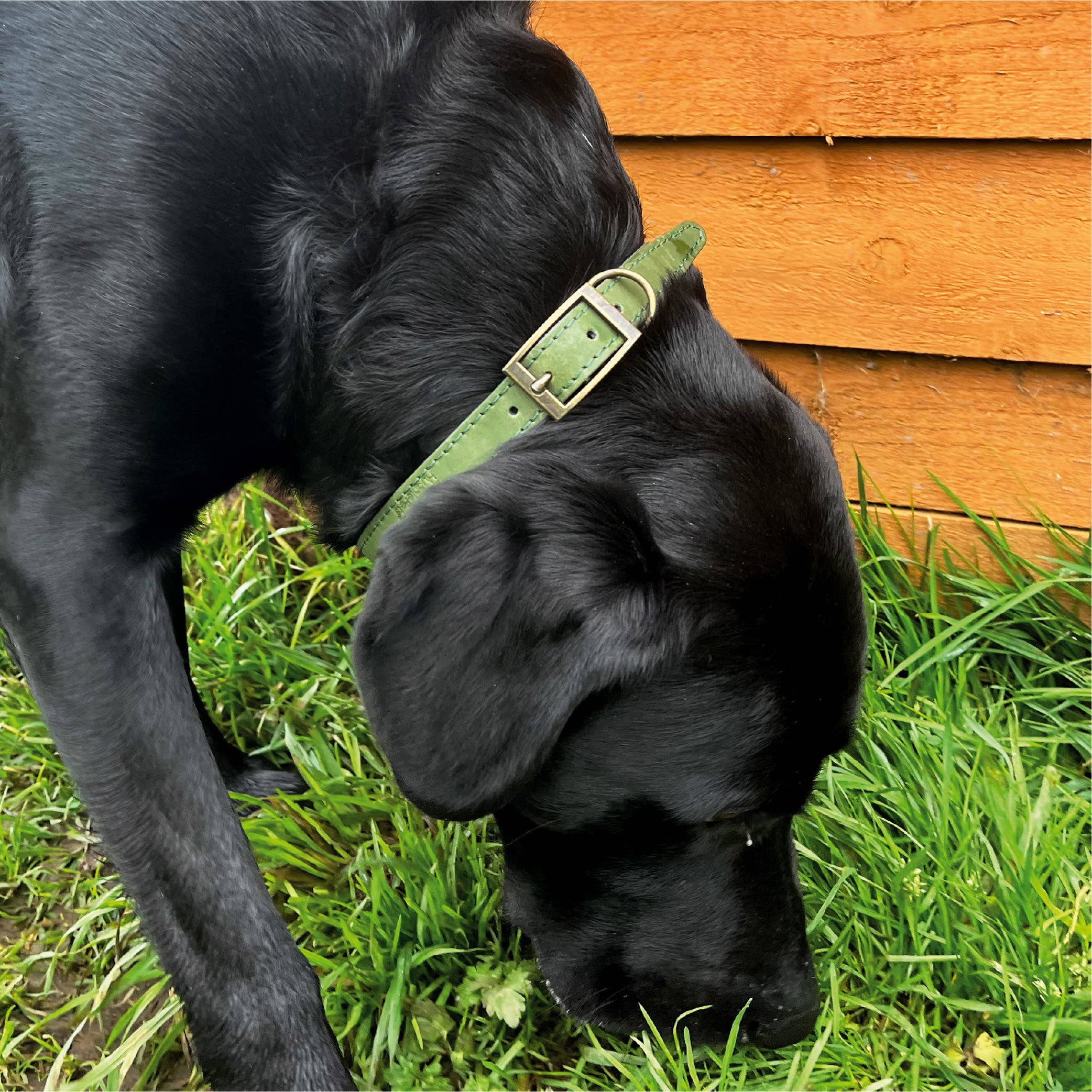 HugglePets – wholesale Pet collar – Dog – HugglePets Legacy Leather Dog Collar25