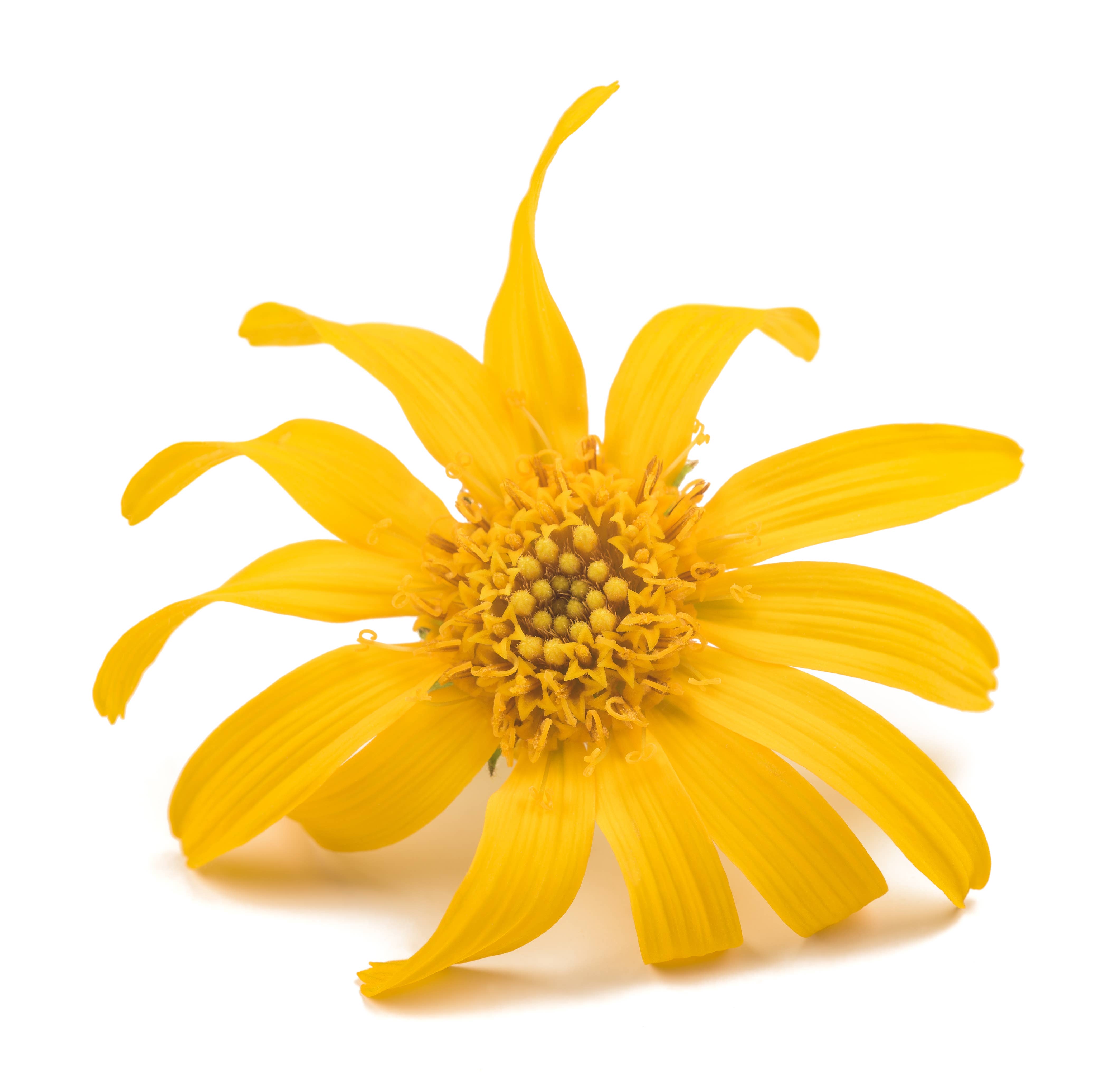 Innate Organic Body - Vente Baume/beurre pour le corps - Baume pour muscles et articulations à l'arnica, curcuma et 300 mg de CBD3