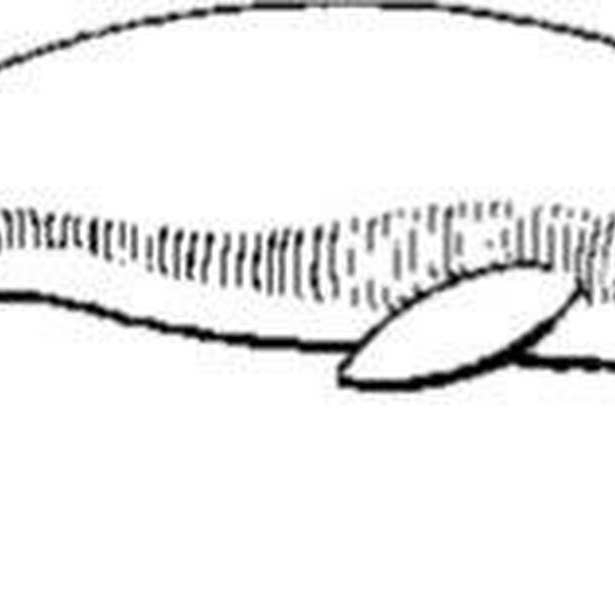 Beluga - Cling Mount for engroshandel hos Emerald Creek Craft Supplies