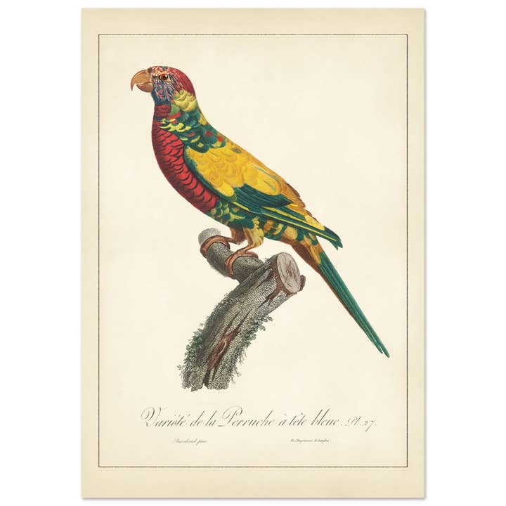 Variété de la perruche à tête bleue for wholesale by Maison de Paloma