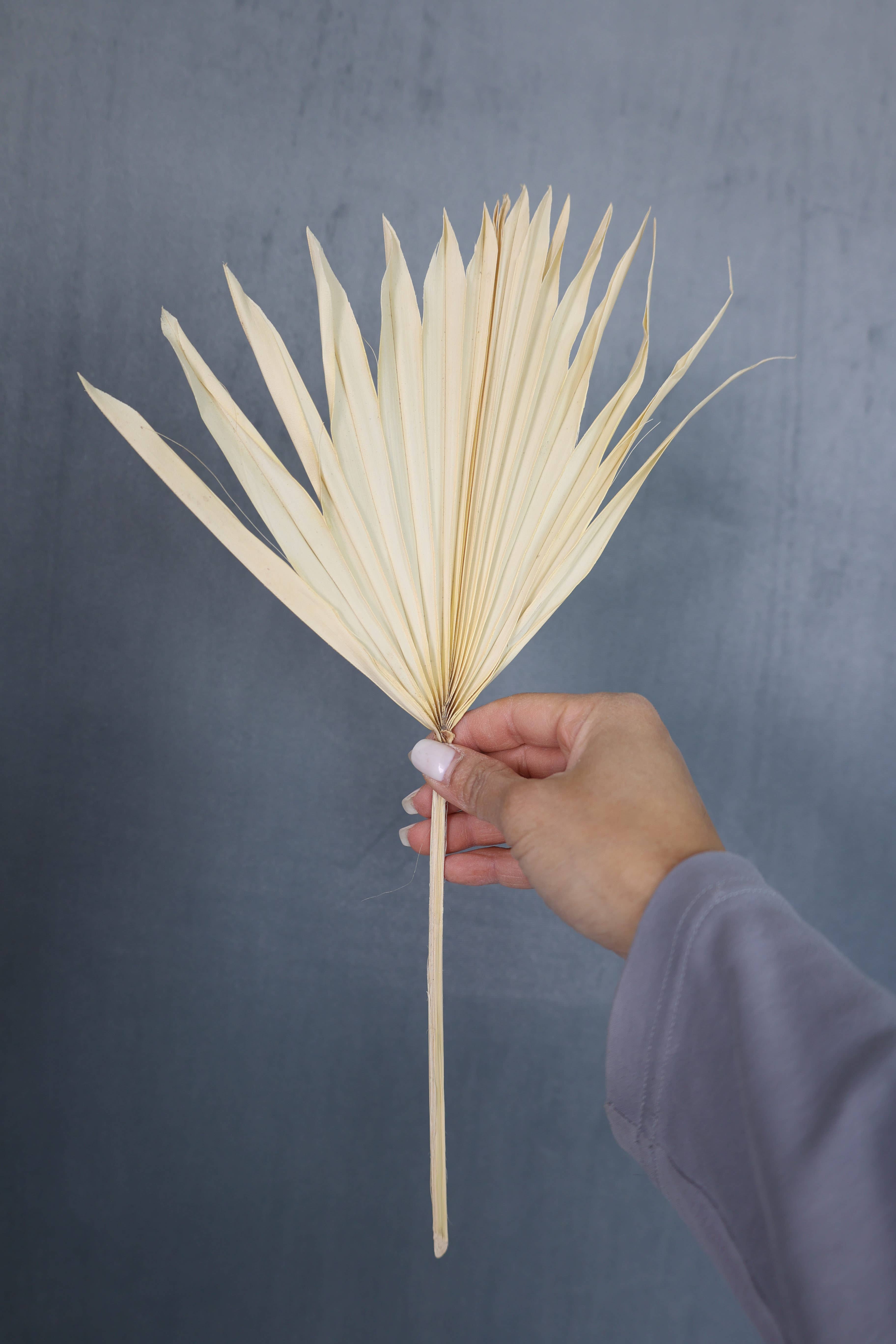 FlowerFantaSee – wholesale Dried/pressed flowers – Dried Sun Palm Leaf Fans -Cream (Set of 5)6