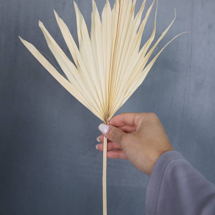 FlowerFantaSee - Wholesale Dried/Pressed Flowers - Dried Sun Palm Leaf Fans -Cream (Set of 5)6