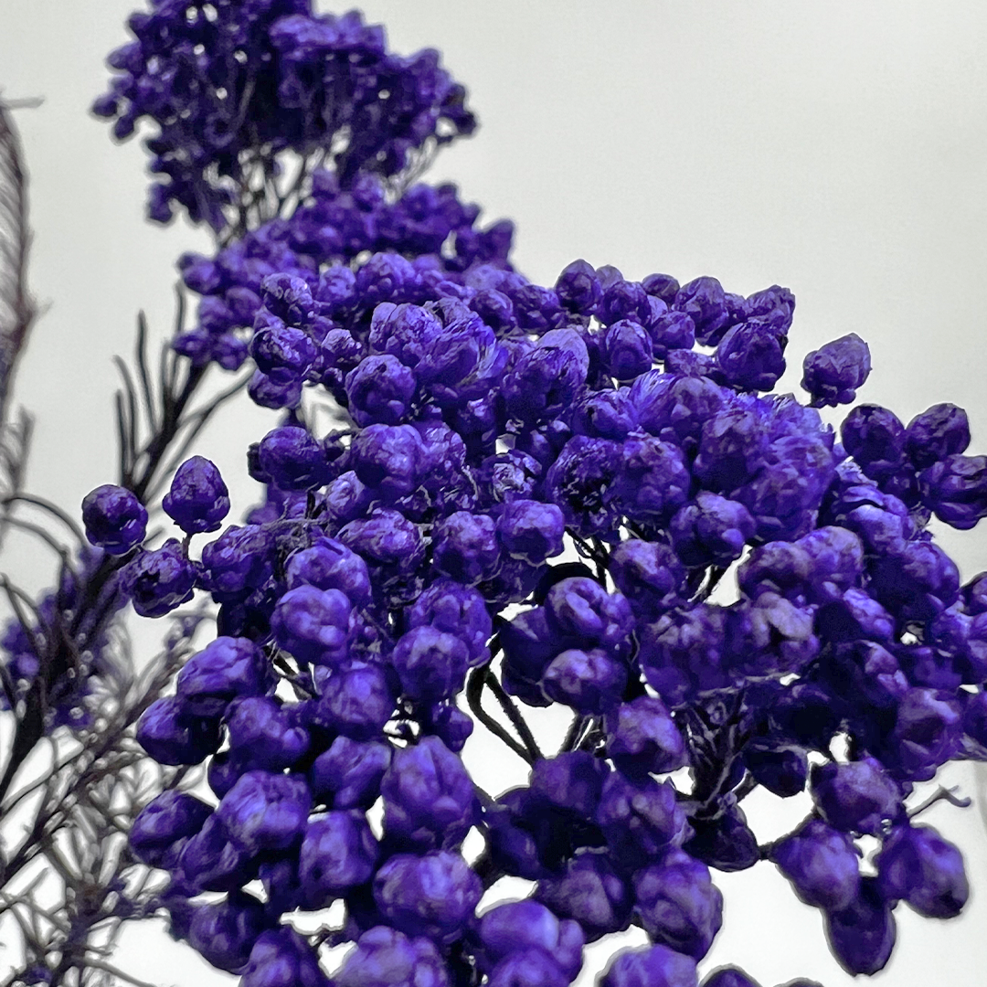 2626 Designs – Engroshandel Tørrede/pressede blomster – Konserveret hirse og risblomst - Immortelle og Ozothamnus blomster12