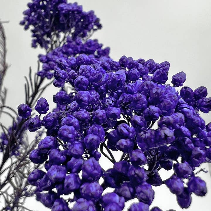 2626 Designs - Wholesale Dried/Pressed Flowers - Preserved Millet ,Rice Flower - Immortelle Flower,Ozothamnu12