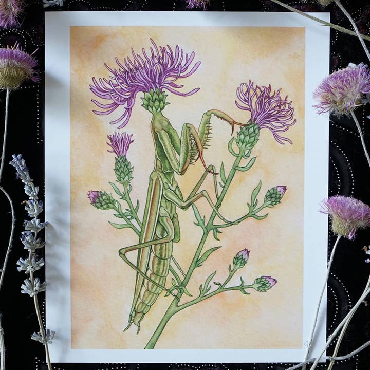 Thistle Mantis- insect art print for wholesale by Strangely Rose
