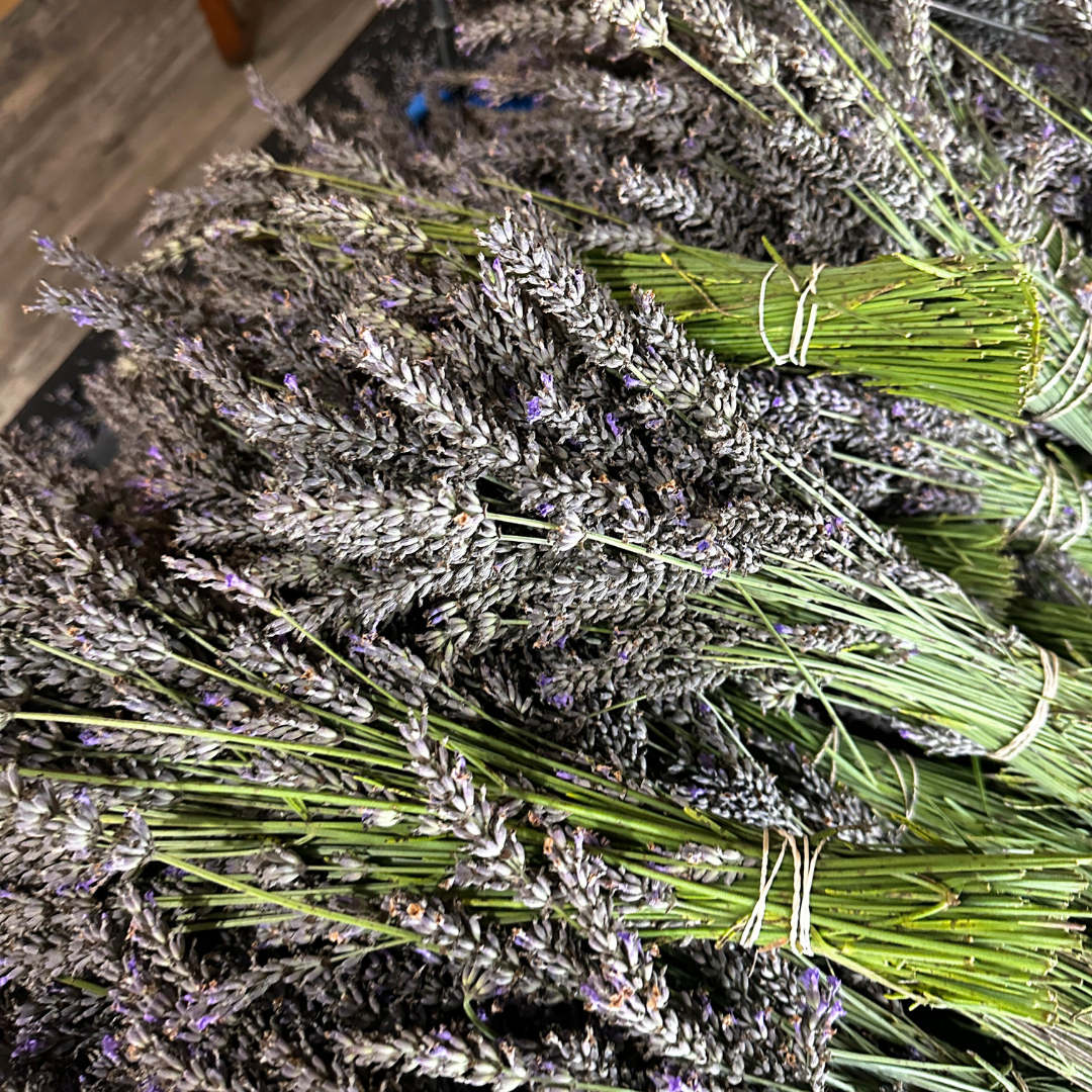 Hereward Farms - Wholesale Dried/Pressed Flowers - Lavender | Dried French Lavender Bunch6