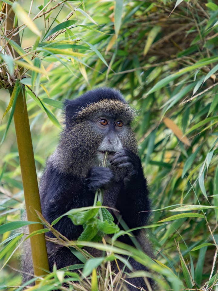 Safari - Say cheese for wholesale by Posters & Puzzles