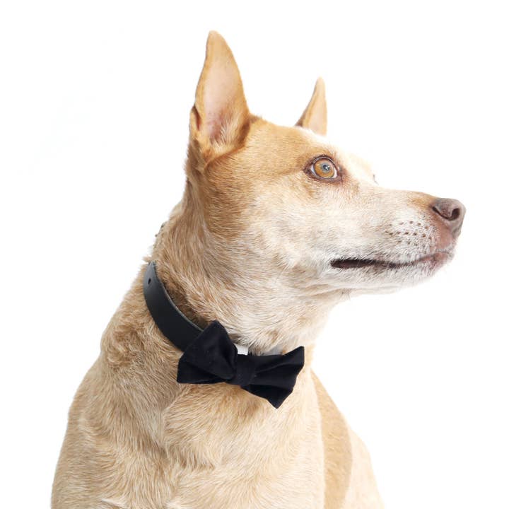 Mimi Green - Wholesale Pet bow tie – Dog - Velveteen Dog Collar Bow Tie17