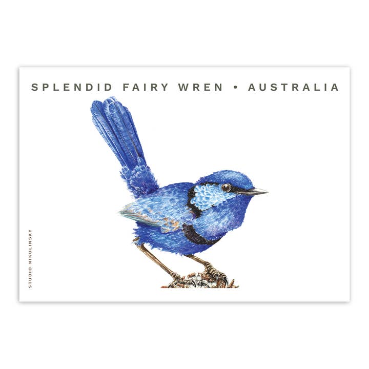 Postcard: Splendid Fairy Wren - Australia for wholesale by STUDIO NIKULINSKY