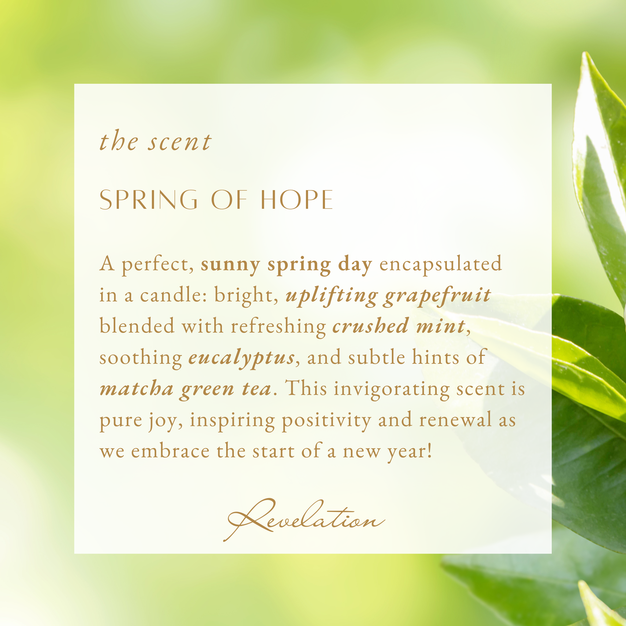 Revelation Candle - Wholesale Jar/Filled Candle - Spring 2025 Limited Edition Revelation Candle4