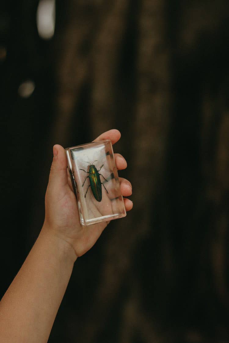 Our Earth Life - Wholesale Decorative tabletop object - Jewel Beetle Specimen