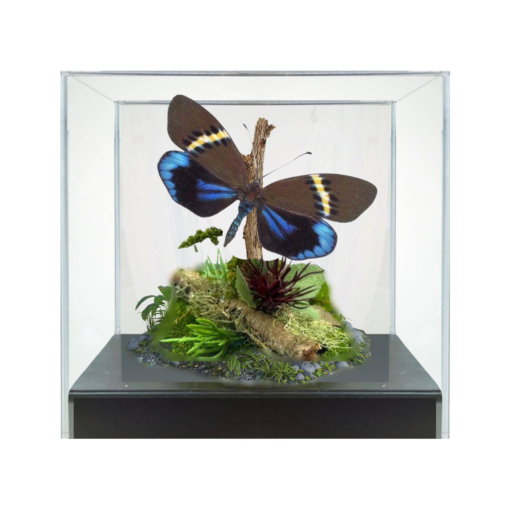 Instar Innovations - Wholesale Decorative Tabletop Object - Authentic Eterusia repleta Moth Diorama | 6x6x6 Inch Display1