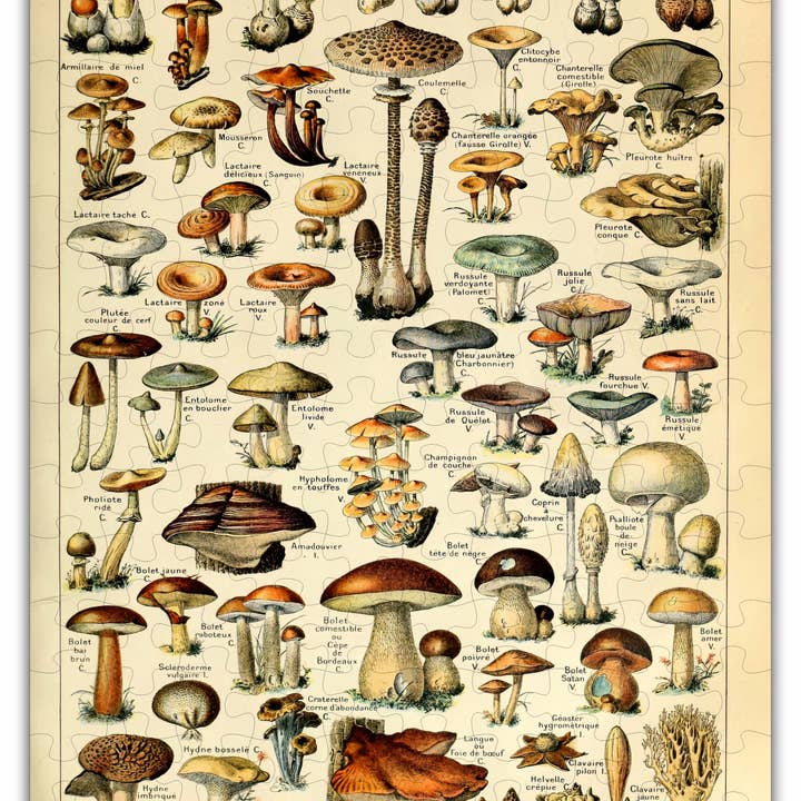 Green Tree Jewelry - Wholesale Puzzle – Adult - Mushroom Species Chart Puzzle - 160PCS