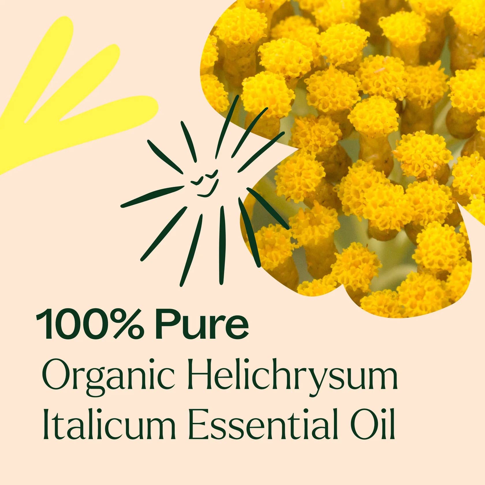 Plant Therapy - Wholesale Essential Oil - Organic Helichrysum Italicum Essential Oil 2.5 mL3