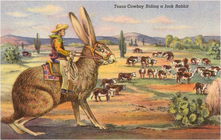 Found Image Press – Großhandel Postkarten – Postkarte TX-468 Texas Cowboy Treibt von Jack Rabbit0