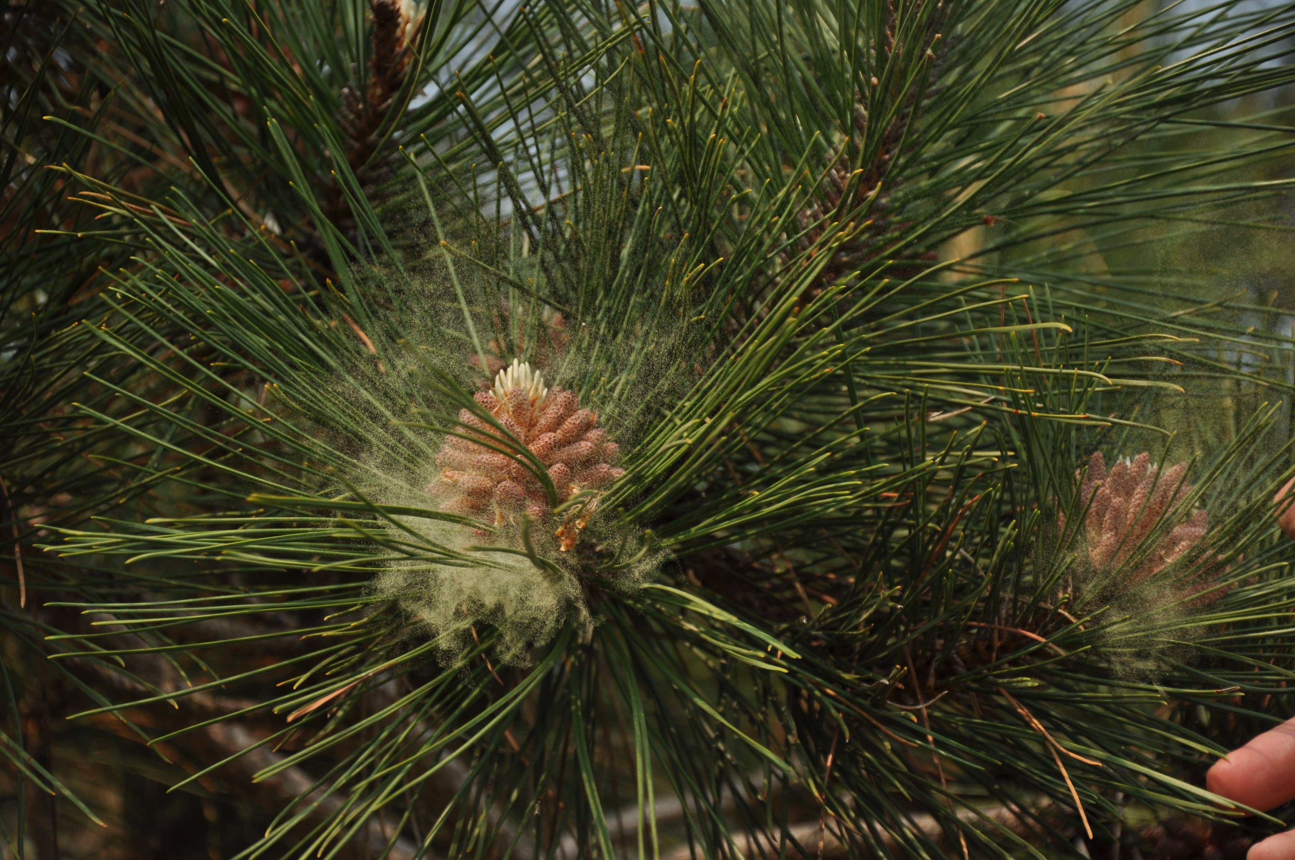 Organic + Wild - Vendita all'ingrosso Tinture - Estratto di polline di pino/tintura1