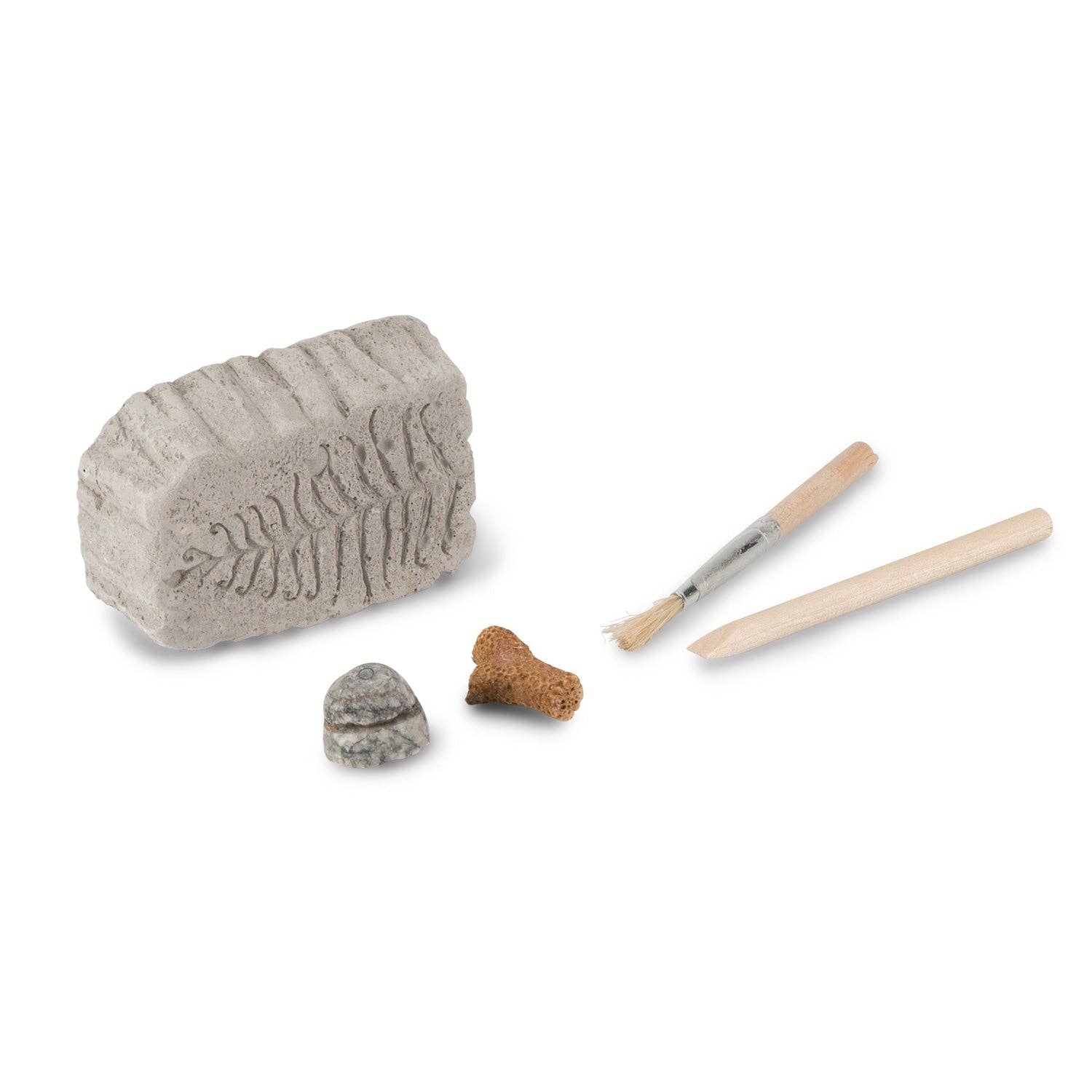Heebie Jeebies USA - Vente Lot de jouets – enfant - Kit Fossil Dig Paleo dans un bécher scientifique4