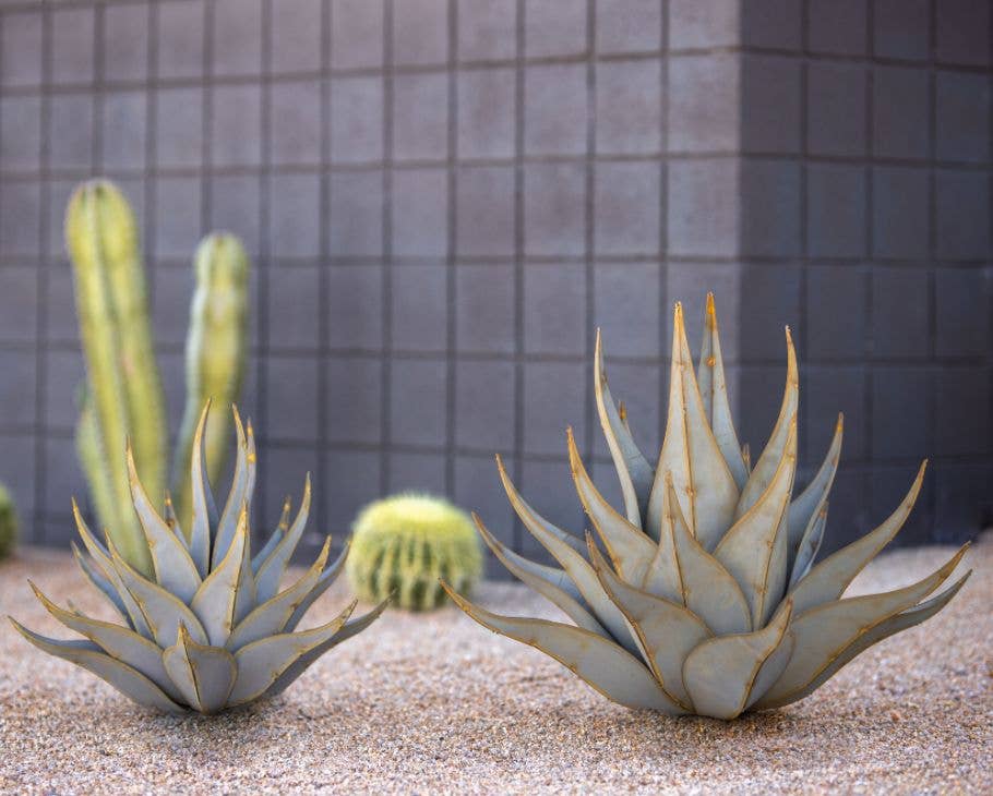 Desert Steel - Vente Plantes artificielles - Agave à peau de requin5