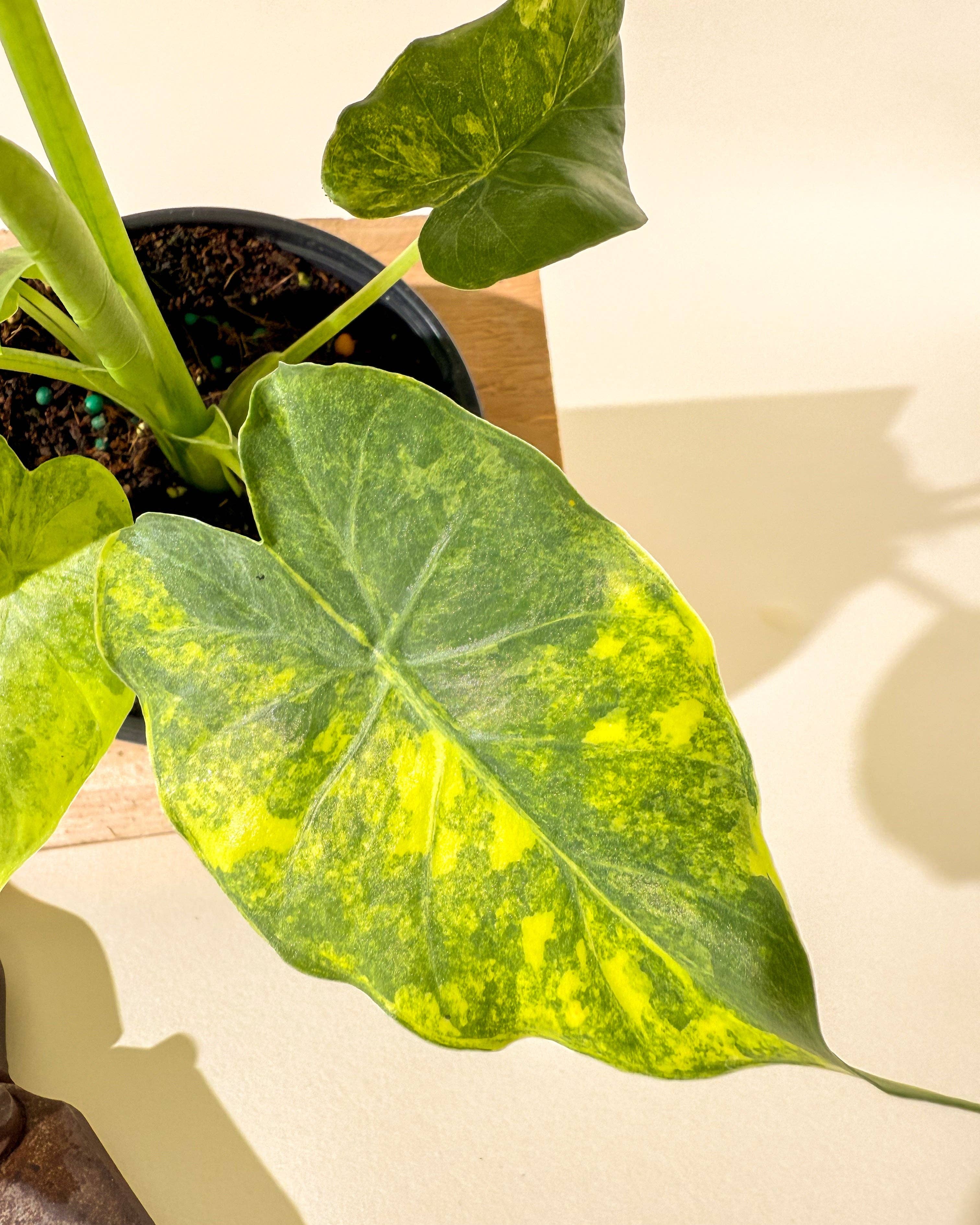 BWH Plant Co - Wholesale Live Plant - 4" Alocasia 'Gageana Aurea'2