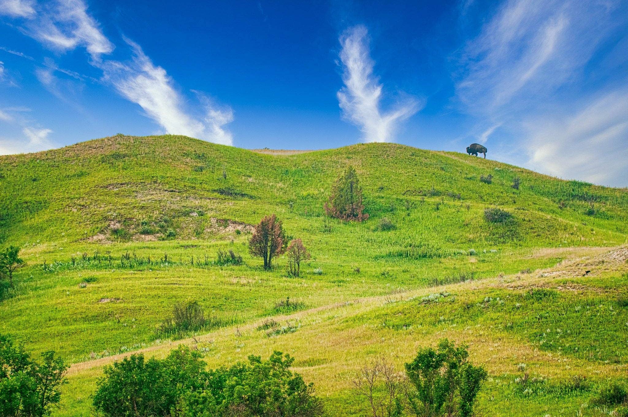 Wimberley Puzzle Company - Wholesale Puzzle - Adult - Lone Buffalo North Dakota | National Park Wildlife Puzzle | 250, 500, 1000 Pieces0