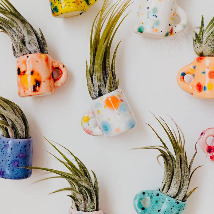 The Glazing Sun - Wholesale Live Plant - Mini Magnetic Air Plant Mug