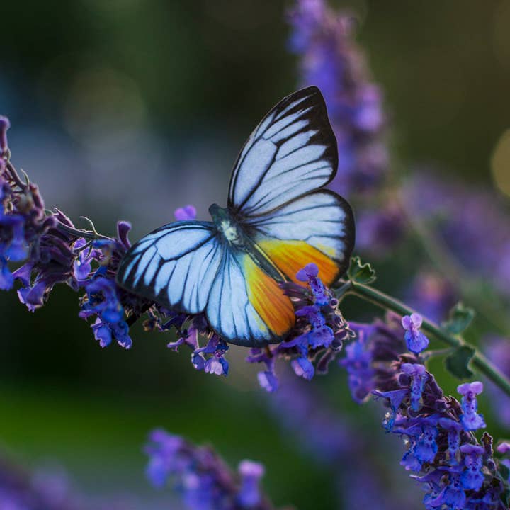 Moth and Myth - Wholesale Craft Supplies - 'Basra' Butterfly 3 piece Set4