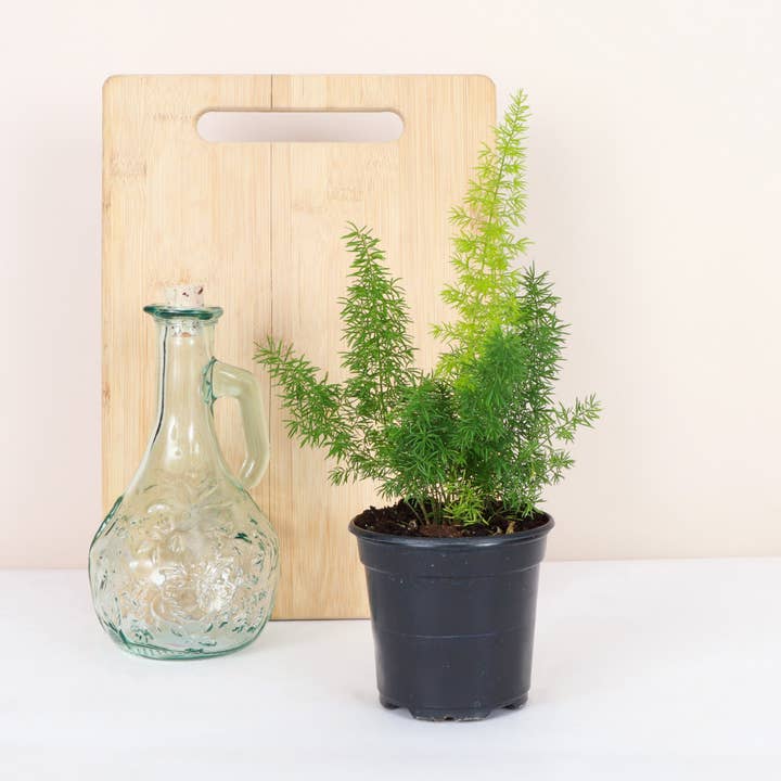 Thorsen's Greenhouse - Wholesale Live Plant - Foxtail Fern - 4" Live Plant4