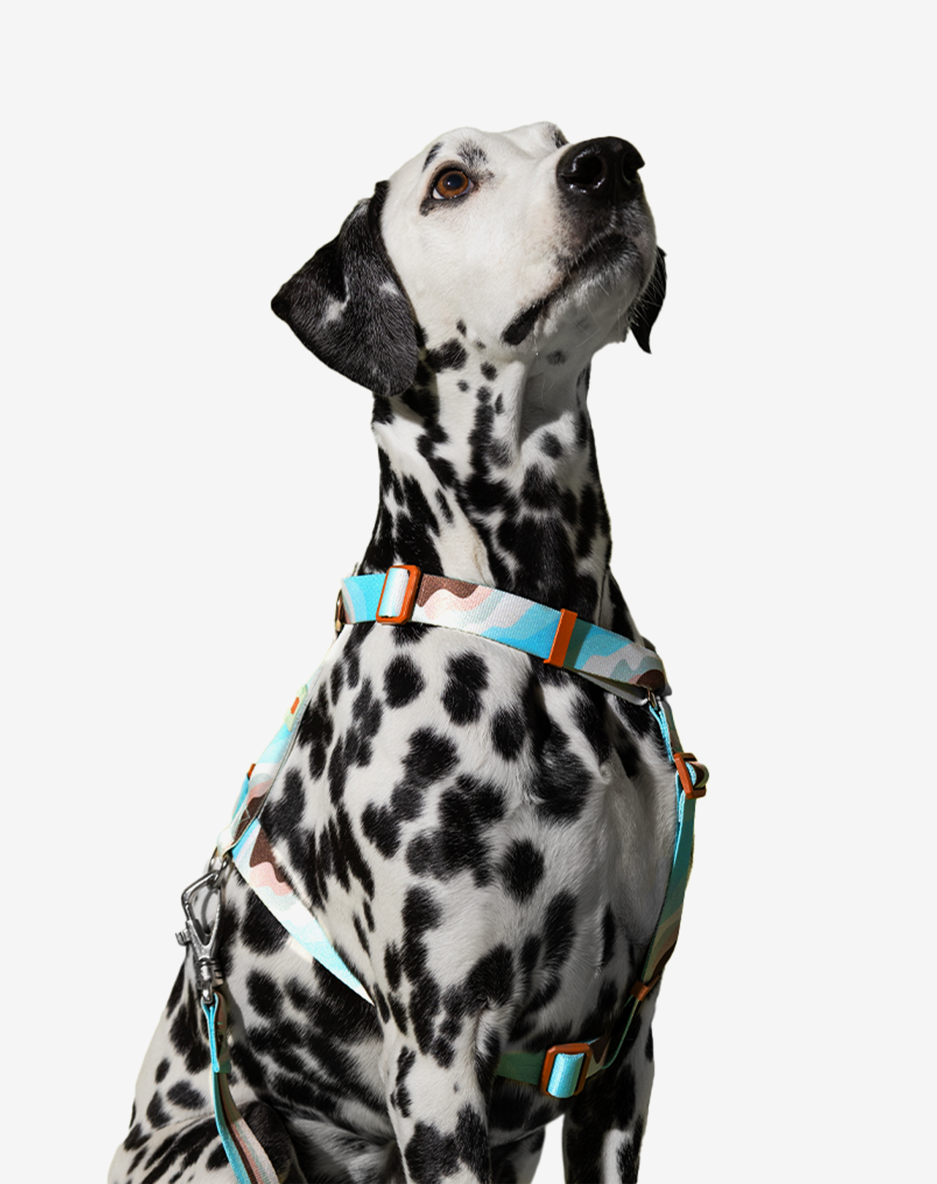 Toh – trela - Cão por atacado – The H-Harness + Leash Set Swell2