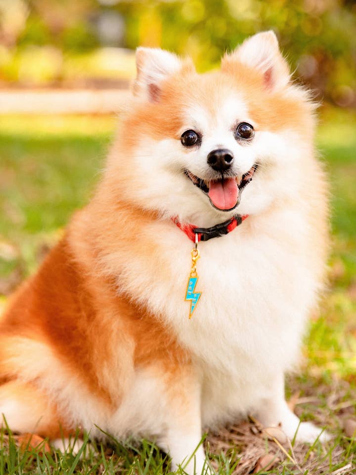 Colgante para mascotas: Paw Power para venta al por mayor de So Loved Paws