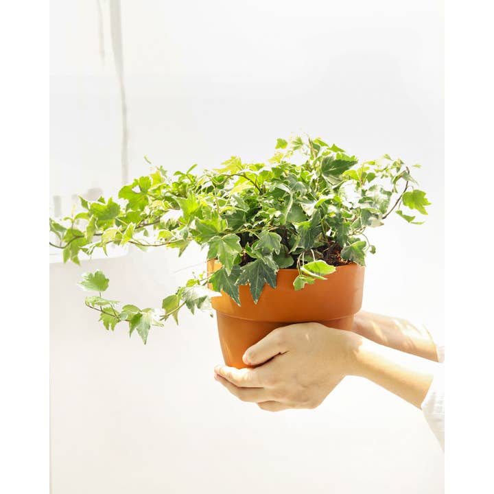 Best Plant Friend - Wholesale Live Plant - Golden English Ivy - English Ivy Hanging Plants - 4 inch
