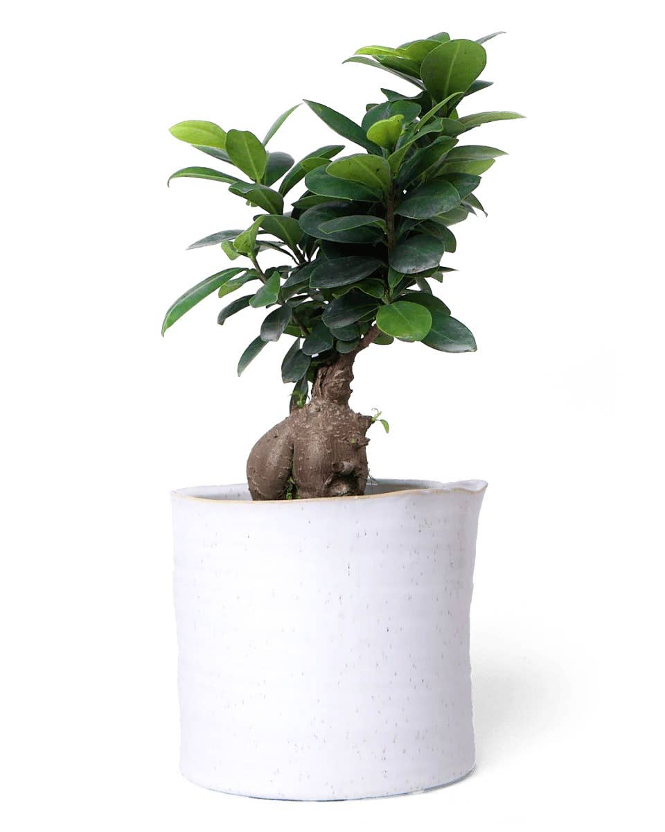 Chive Canada - Wholesale Plant Pot - Channa Japanese Minimalist Flower Pot For Indoor Plants0