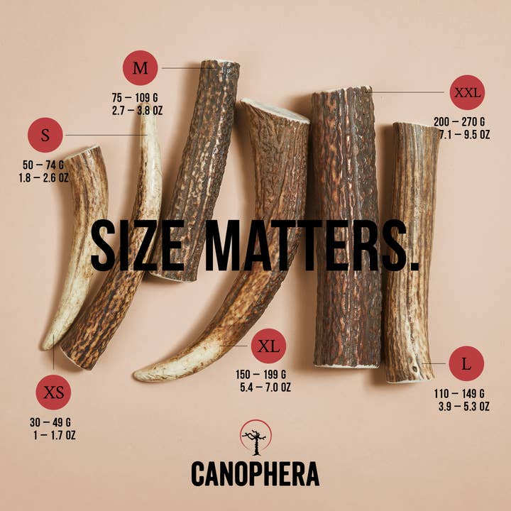CANOPHERA LLC - Wholesale Pet Chew Toy - Dog - Dog Chew Made of Red Deer Antlers.