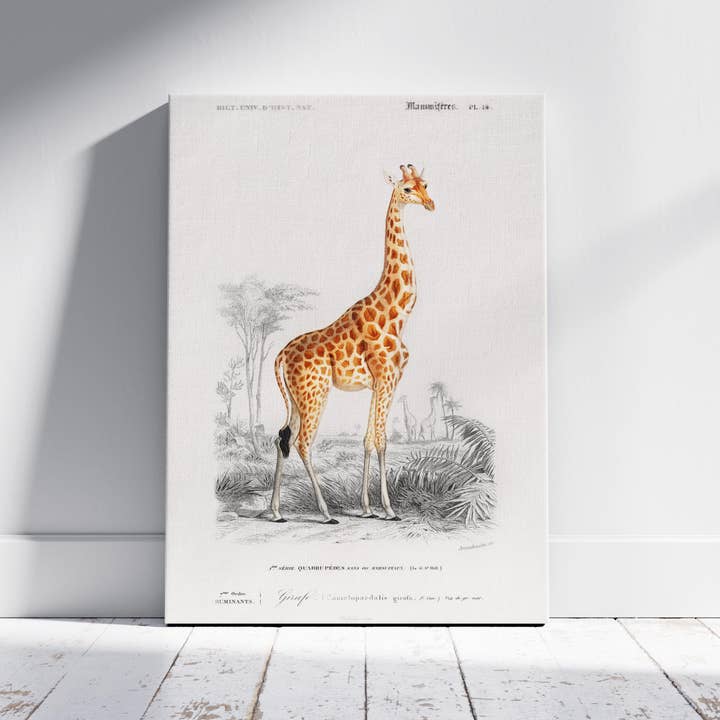 Girafe (Giraffa Camelopardalis) - Charles Dessalines D'Orbigny - Impression murale sur toile encadrée pour la vente par House Prints
