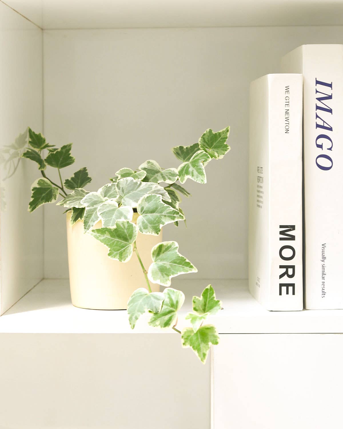 Best Plant Friend - Wholesale Live Plant - Golden English Ivy -  English Ivy Hanging Plants -  4 inch8