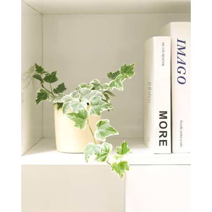 Best Plant Friend - Wholesale Live Plant - Golden English Ivy - English Ivy Hanging Plants - 4 inch8
